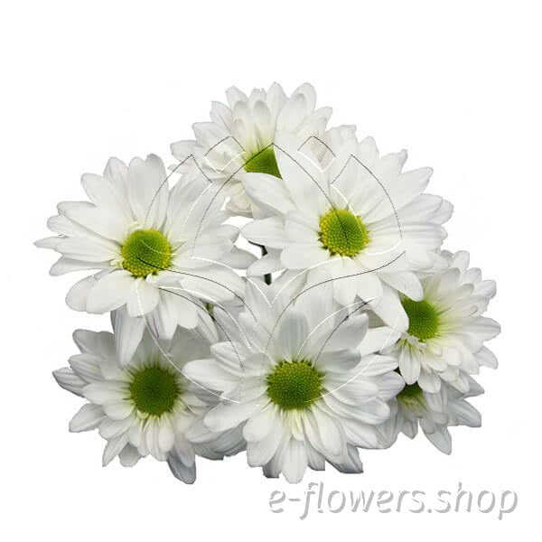 Buy wholesale fresh cut white chrysanthemum; White atlantis