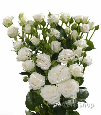 Buy wholesale fresh cut white roses; White lady