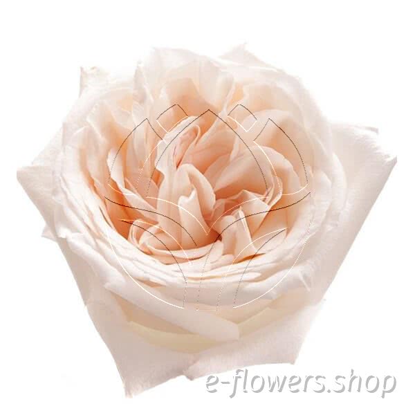 Buy wholesale fresh cut peach roses; White ohara