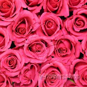 Buy wholesale fresh cut cerise roses; Wild calypso