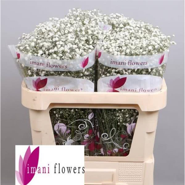 Buy wholesale fresh cut white fillers; Xlence