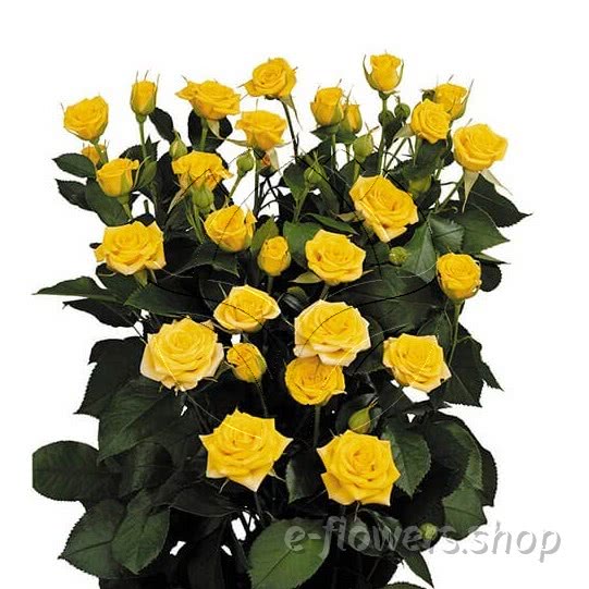 Buy wholesale fresh cut yellow roses; Yellow babe