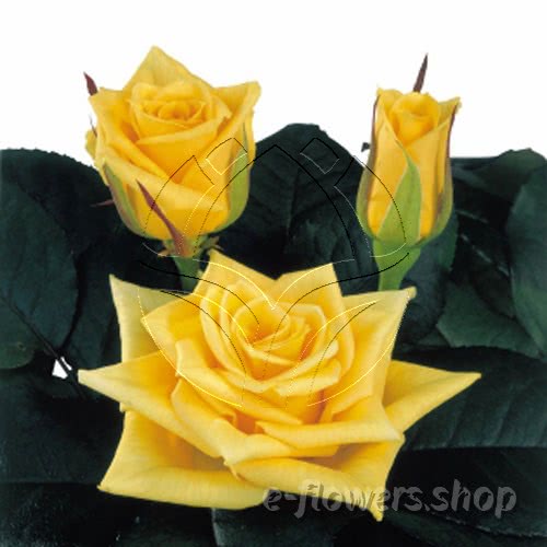 Buy wholesale fresh cut yellow roses; Yellow Chelsea