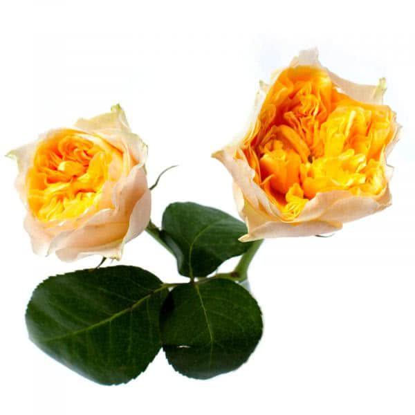 Buy wholesale fresh cut yellow roses; Yellow vuvuzela