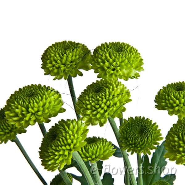 Buy wholesale fresh cut green chrysanthemum; Yoko ono