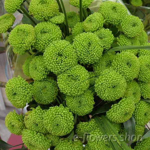 spray chrysanthemum( pompoms)