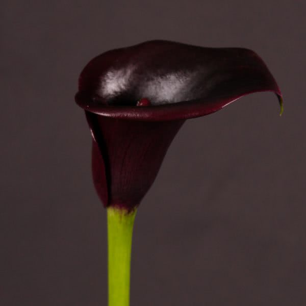 Buy wholesale fresh cut purple calla lily; Zantedeschia Cantor