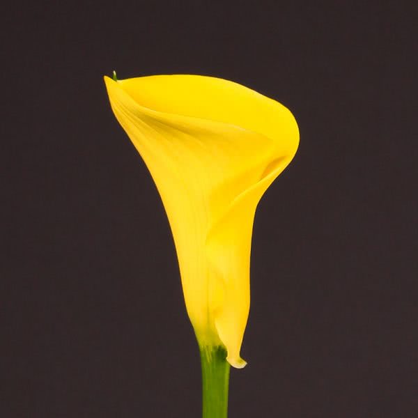 Buy wholesale fresh cut yellow calla lilies; Zantedeschia Captain Aguila
