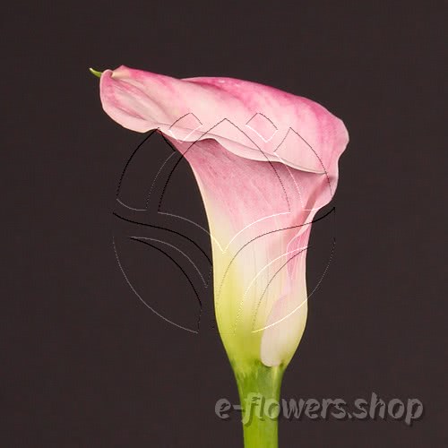 Buy wholesale fresh cut pink calla lilies; Zantedeschia Captain Alma