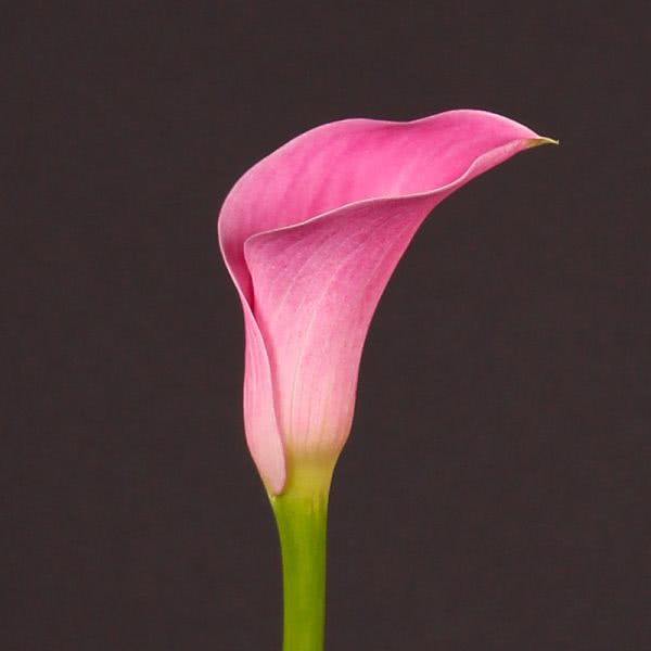 Buy wholesale fresh cut pink calla lilies; Zantedeschia Captain Arosa
