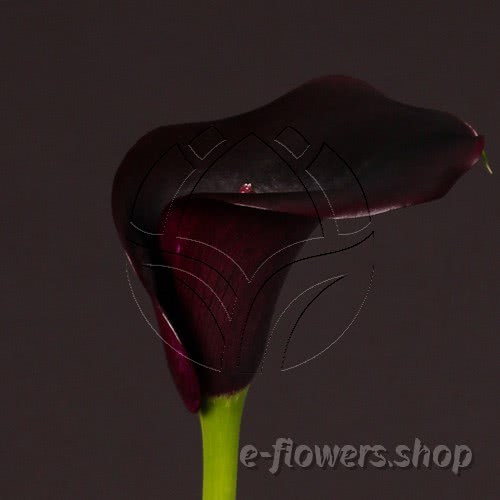Buy wholesale fresh cut purple calla lilies; Zantedescchia Captain Carrera