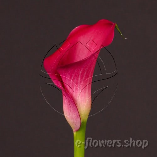 Buy wholesale fresh cut red calla lilies; Zantedescchia Captain Cheerio