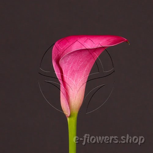 Buy wholesale fresh cut pink calla lilies; Zantedescchia Captain fargo
