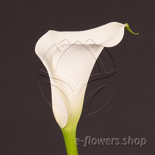 Buy wholesale fresh cut white calla lilies; Zantedescchia Captain Kelso