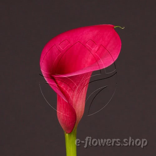Buy wholesale fresh cut pink calla lilies; Zantedescchia Captain Linds