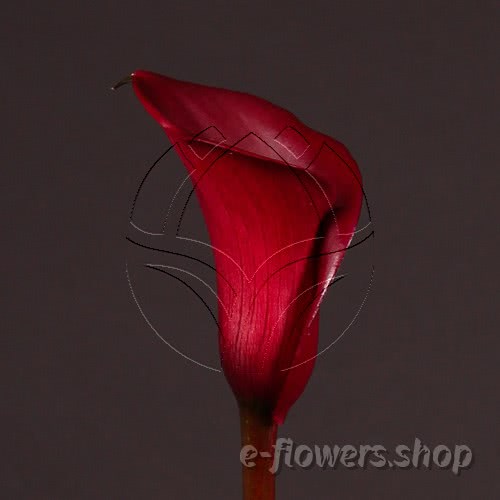 Buy wholesale fresh cut red calla lilies; Zantedescchia Captain Maori