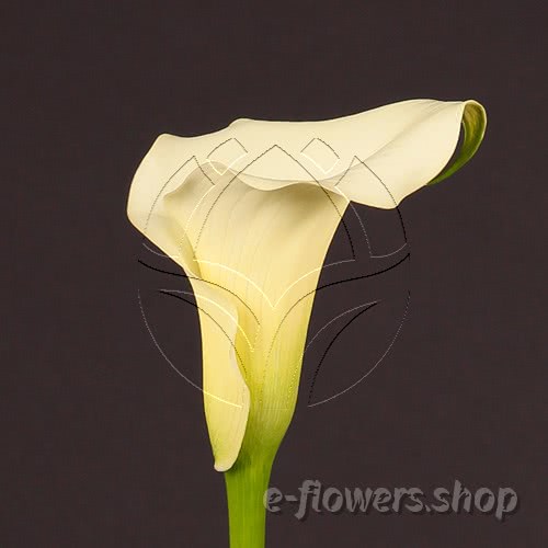 Buy wholesale fresh cut cream calla lilies; Zantedescchia Captain Marabella