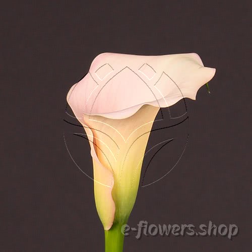 Buy wholesale fresh cut soft pink calla lilies; Zantedescchia Captain Melrose