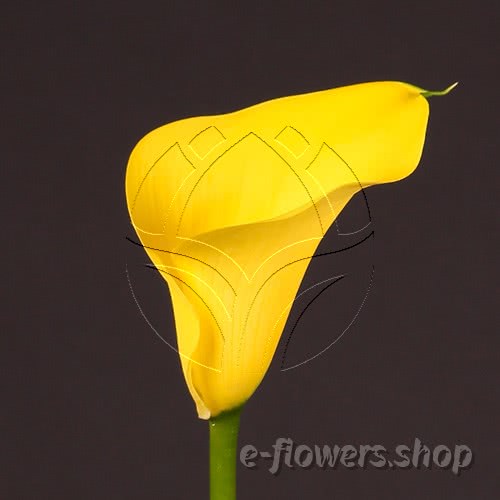 Buy wholesale fresh cut yellow calla lilies; Zantedeschia Captain Memphis