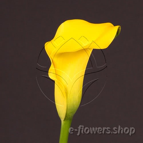 Buy wholesale fresh cut yellow calla lilies; Zantedeschia Captain Morelli