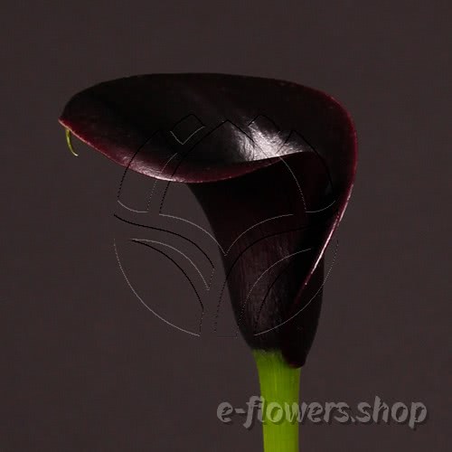 Buy wholesale fresh cut black calla lilies; Zantedescchia Captain Nuria