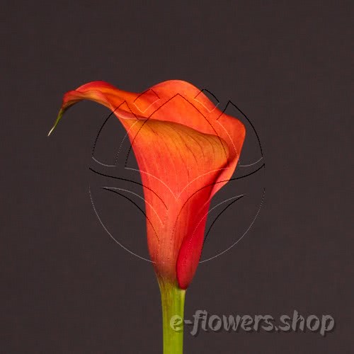 Buy wholesale fresh cut orange calla lilies; Zantedeschia Captain Odeon
