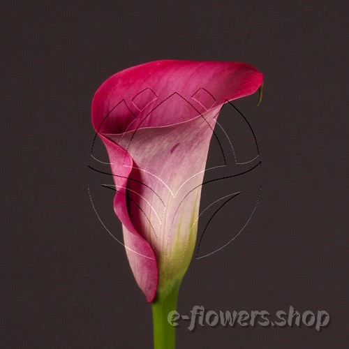 Buy wholesale fresh cut pink calla lilies; Zantedeschia Captain Promise
