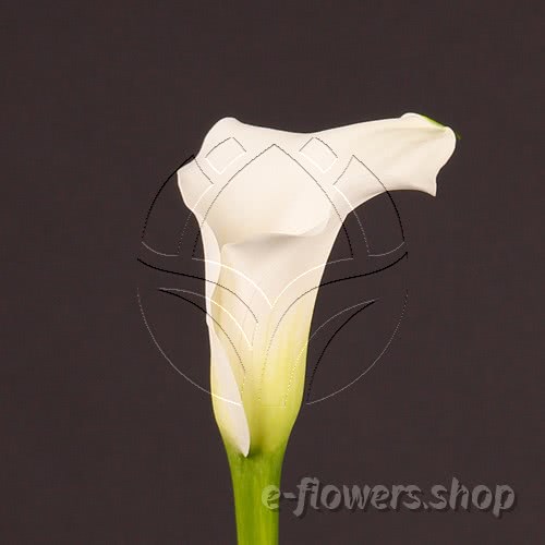 Buy wholesale fresh cut white calla lilies; Zantedescchia Captain Rialto