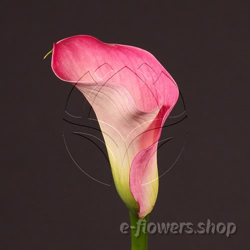 Buy wholesale fresh cut pink calla lilies; Zantedescchia Captain Romance