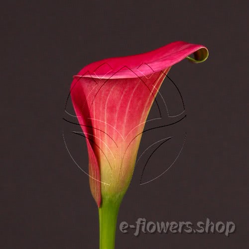 Buy wholesale fresh cut pink calla lilies; Zantedescchia Captain Samba