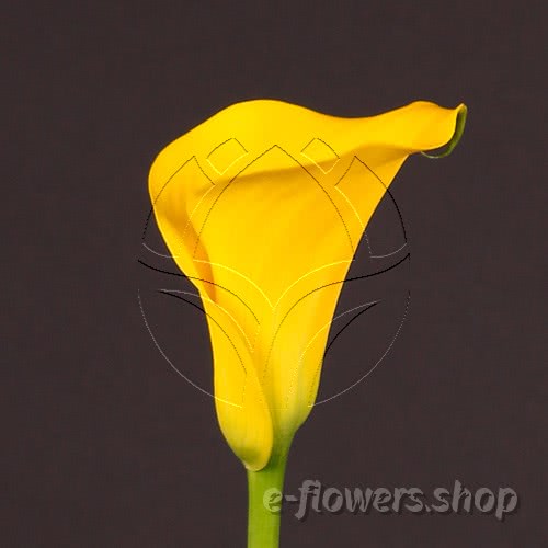 Buy wholesale fresh cut yellow calla lilies; Zantedeschia Captain Solo