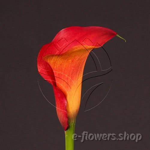 Buy wholesale fresh cut bi-color calla lilies; Zantedeschia Captain Trinity