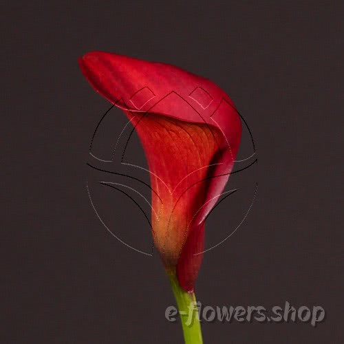 Buy wholesale fresh cut Tulsa calla lilies; Zantedeschia Captain Tulsa