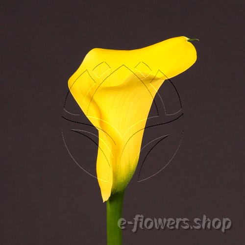 Buy wholesale fresh cut yellow calla lilies; Zantedeschia Captain Tusker
