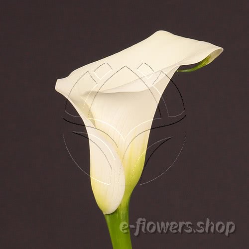Buy wholesale fresh cut white calla lilies; Zantedescchia Captain Ventura