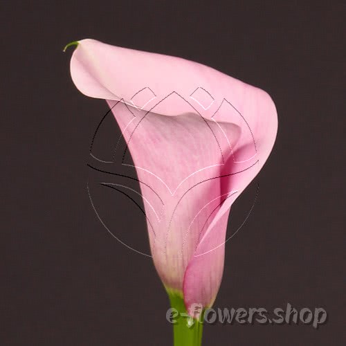 Buy wholesale fresh cut pink calla lilies; Zantedescchia Captain violetta
