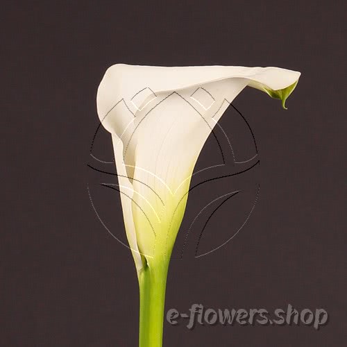 Buy wholesale fresh cut white calla lilies; Zantedescchia Crystal Blush
