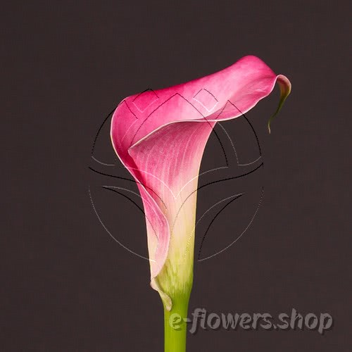 Buy wholesale fresh cut pink calla lilies; Zantedescchia Garnet Glow