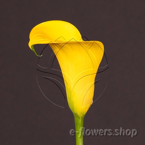 Buy wholesale fresh cut yellow calla lilies; Zantedeschia Gold Medal