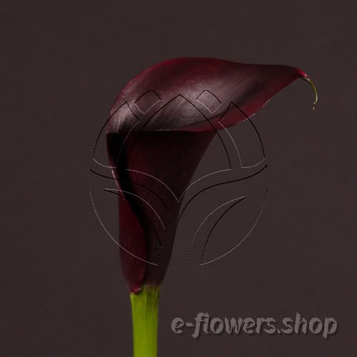 Buy wholesale fresh cut purple calla lilies; Zantedescchia Odessa