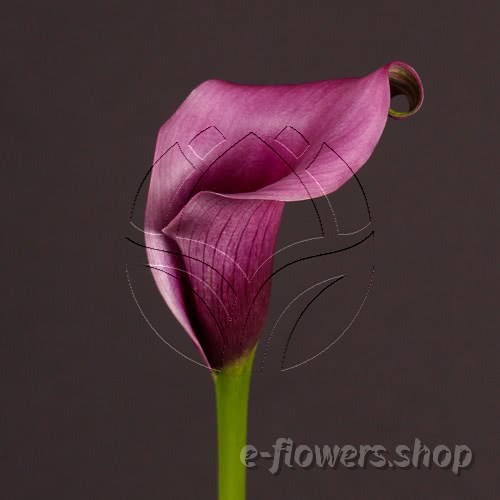 Buy wholesale fresh cut purple calla lilies; Zantedescchia Paco