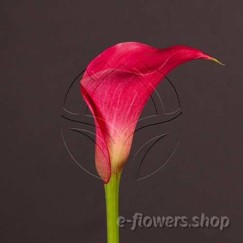 Buy wholesale fresh cut pink calla lilies; Zantedeschia Pink Jewel