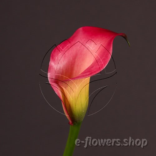 Buy wholesale fresh cut pink calla lilies; Zantedescchia Pink puppy