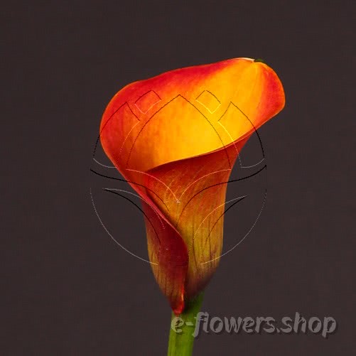 Buy wholesale fresh cut bi-color calla lilies; Zantedeschia Safari