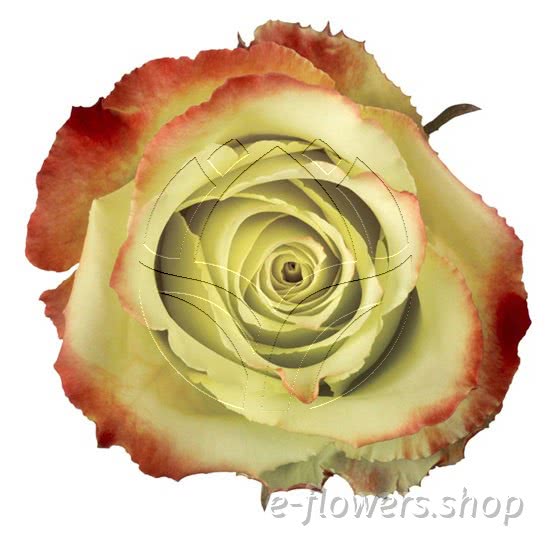 Buy wholesale fresh cut bi-color roses; Zazu