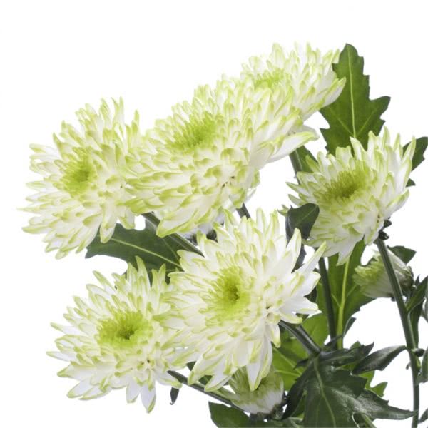 Buy wholesale fresh cut lime chrysanthemum; Zembla