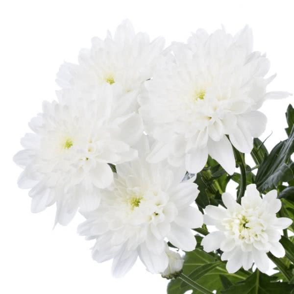Buy wholesale fresh cut white chrysanthemum; Zembla