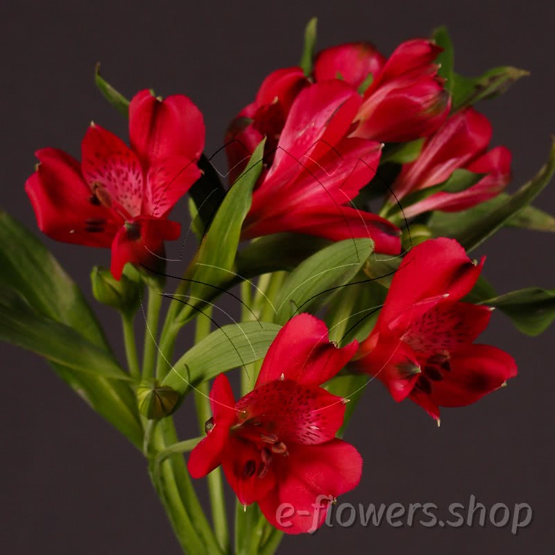 alstroemeria adele Buy wholesale fresh cut red Lilies; alstroemeria adele