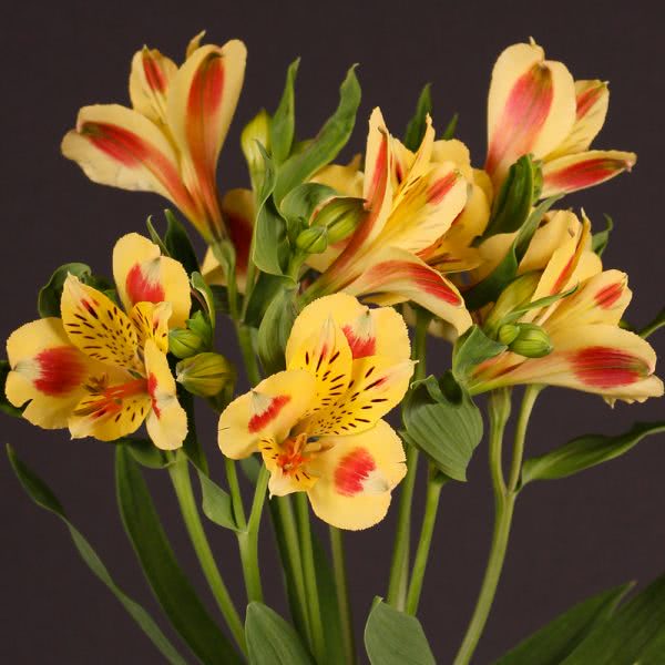 Buy wholesale fresh cut yellow lilies; Alstroemeria bali