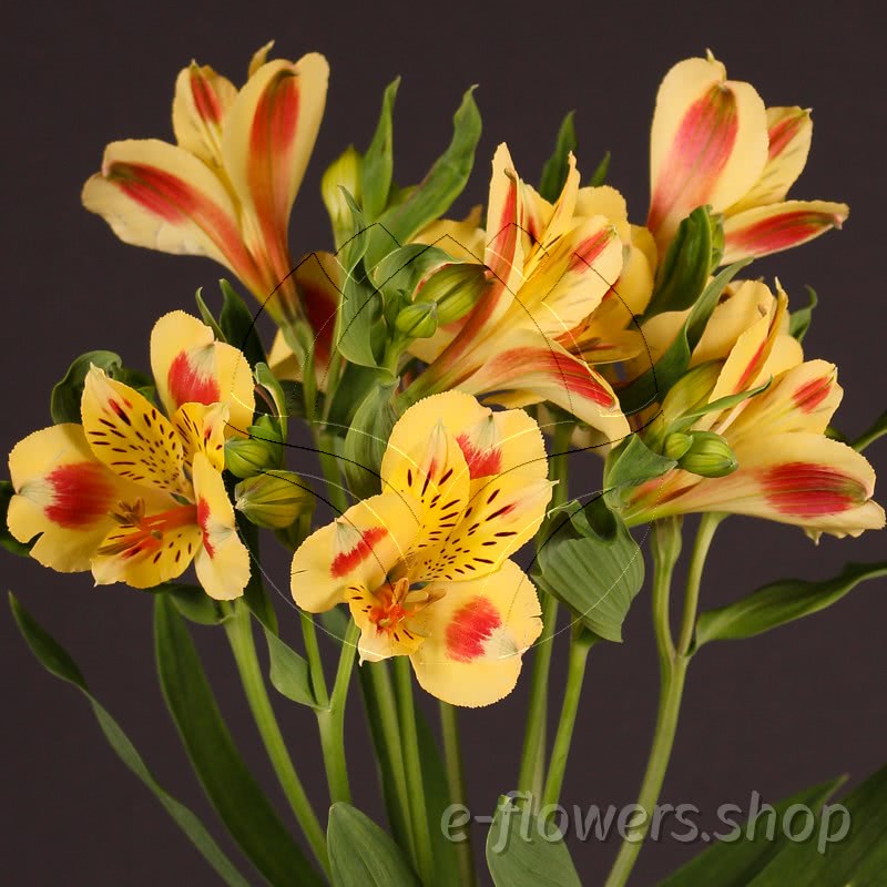 alstroemeria bali Buy wholesale fresh cut yellow lilies; Alstroemeria bali